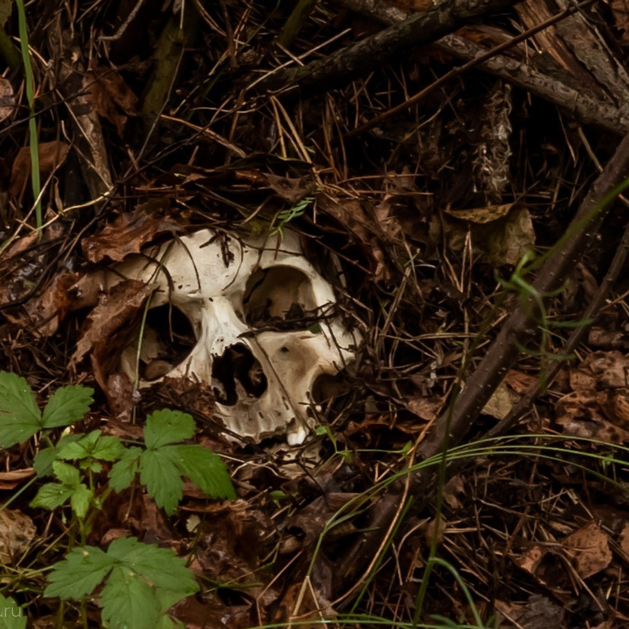 Отзывы. Фотограф в Новосибирске Юлия Туманова