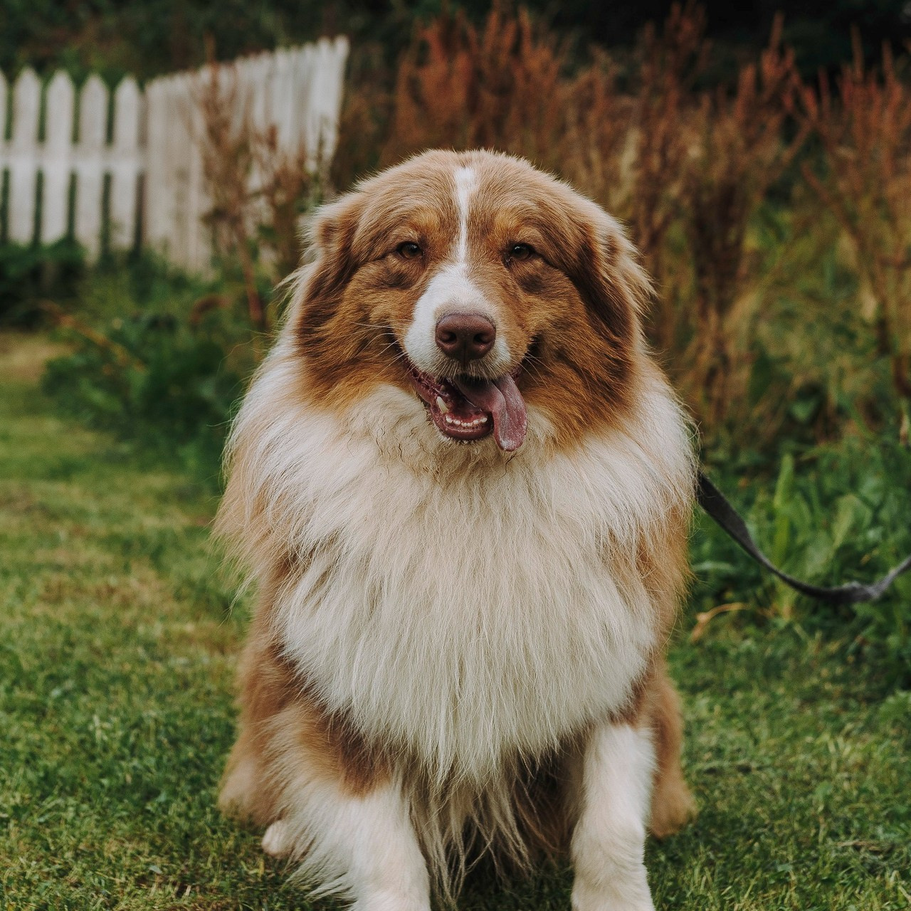 Отзывы о работе фотографа анималиста Спб. Фотограф анималист в Спб недорого Олеся Майорова
