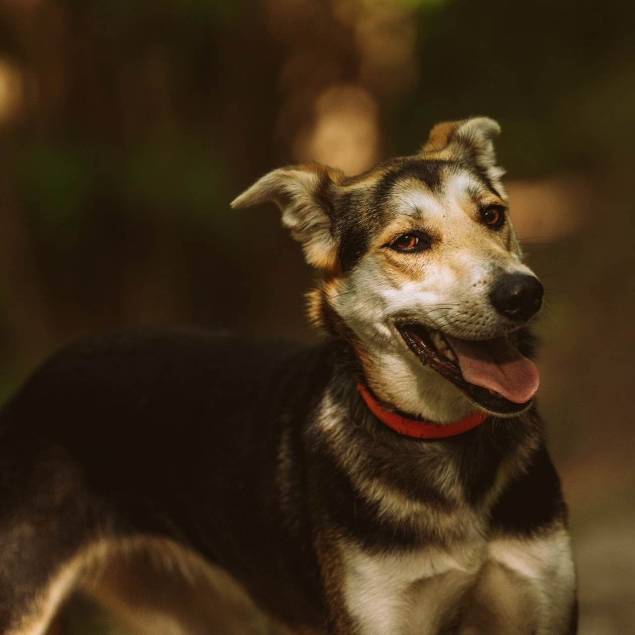Отзывы о работе фотографа анималиста Спб. Фотограф анималист в Спб недорого Олеся Майорова