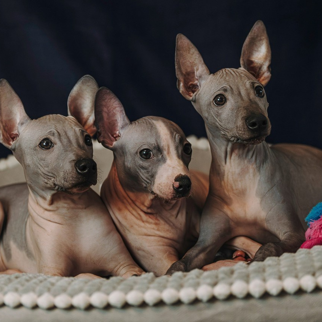 Отзывы о работе фотографа анималиста Спб. Фотограф анималист в Спб недорого Олеся Майорова