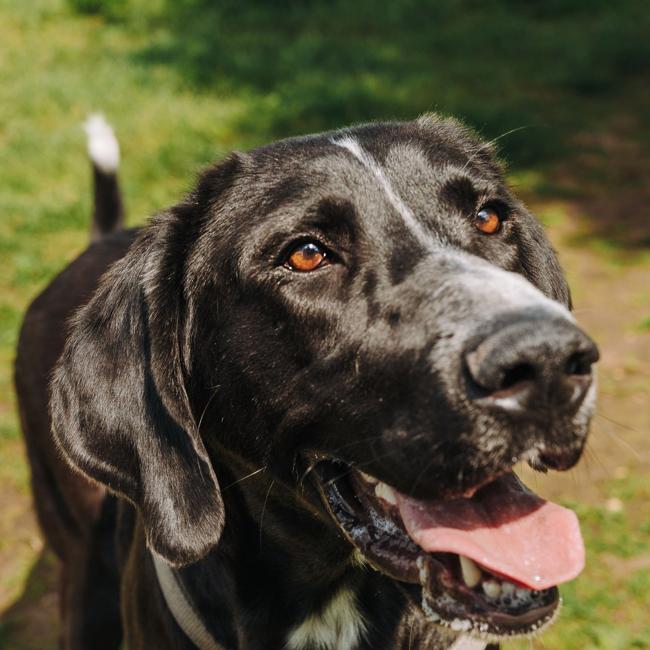 Отзывы о работе фотографа анималиста Спб. Фотограф анималист в Спб недорого Олеся Майорова
