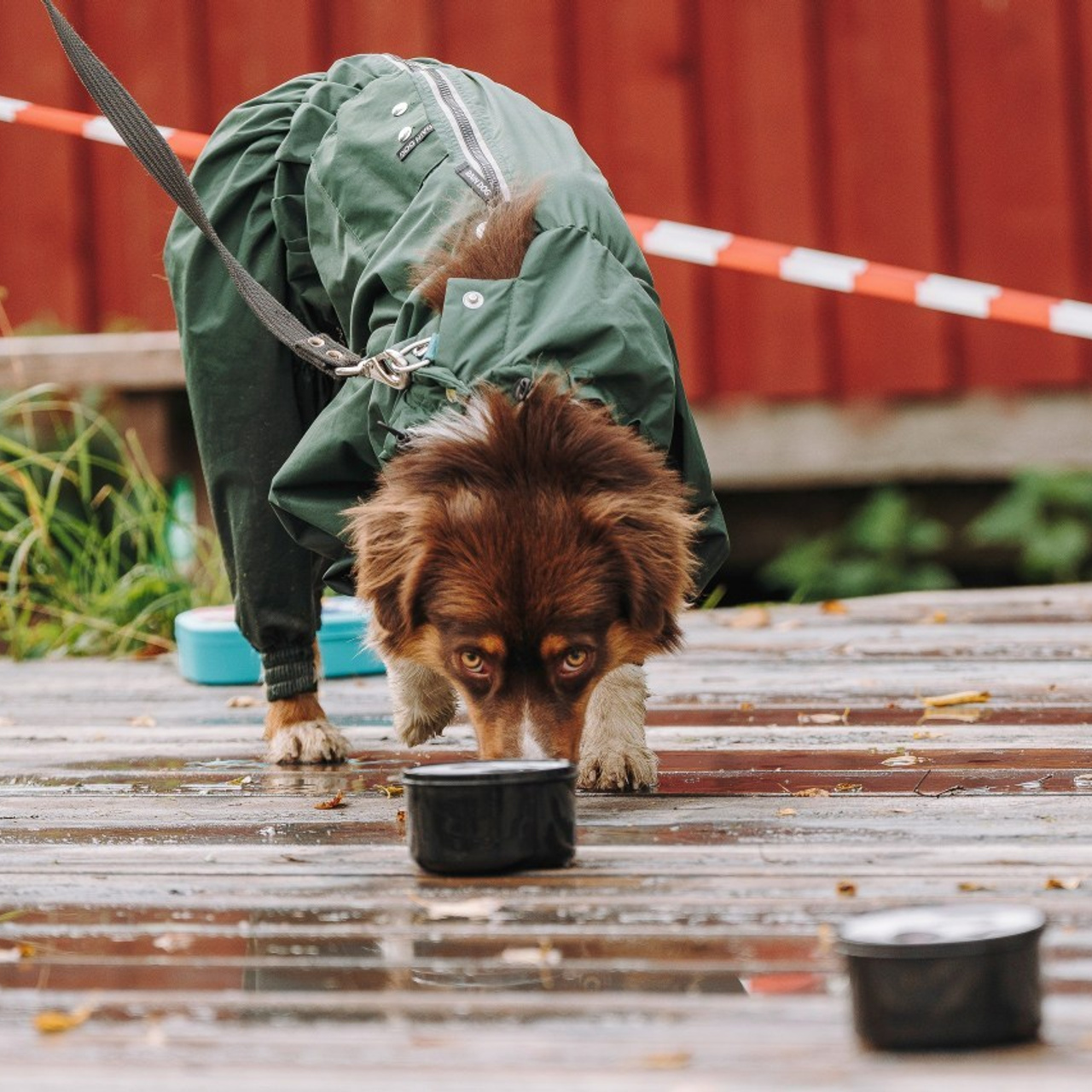 Отзывы о работе фотографа анималиста Спб. Фотограф анималист в Спб недорого Олеся Майорова