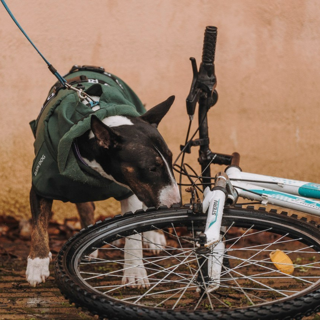 Отзывы о работе фотографа анималиста Спб. Фотограф анималист в Спб недорого Олеся Майорова