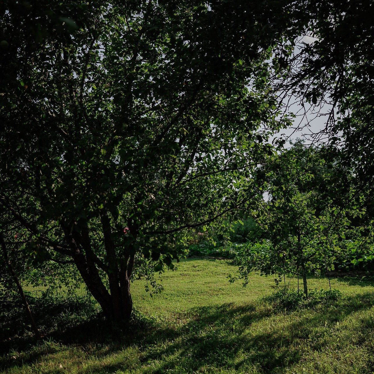 Отзывы. Свадебный фотограф Александр Савченко Смоленск