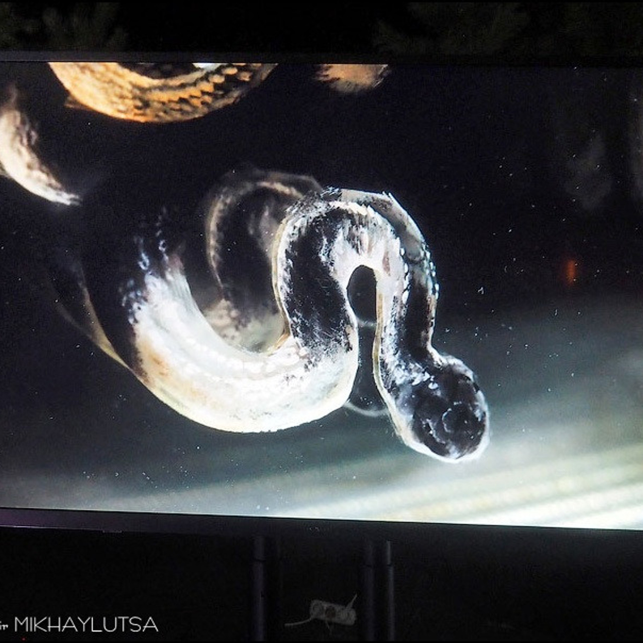 САД СНОВИДЕНИЙ - Люминография - luminografia.ru