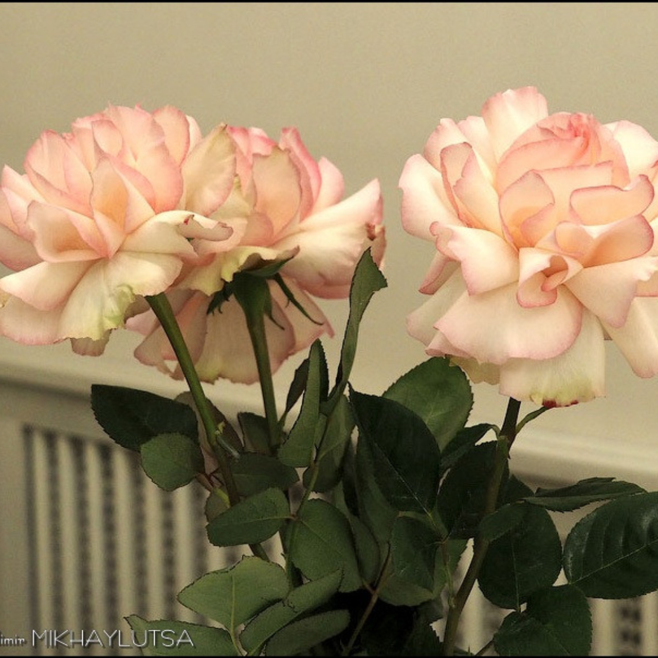 Армен Гаспарян - Люминография - luminografia.ru