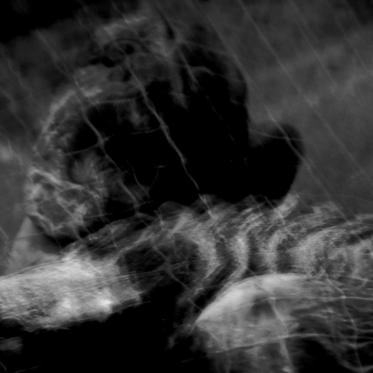 Люсинэ Брайтшайдель художник фотограф люминограф