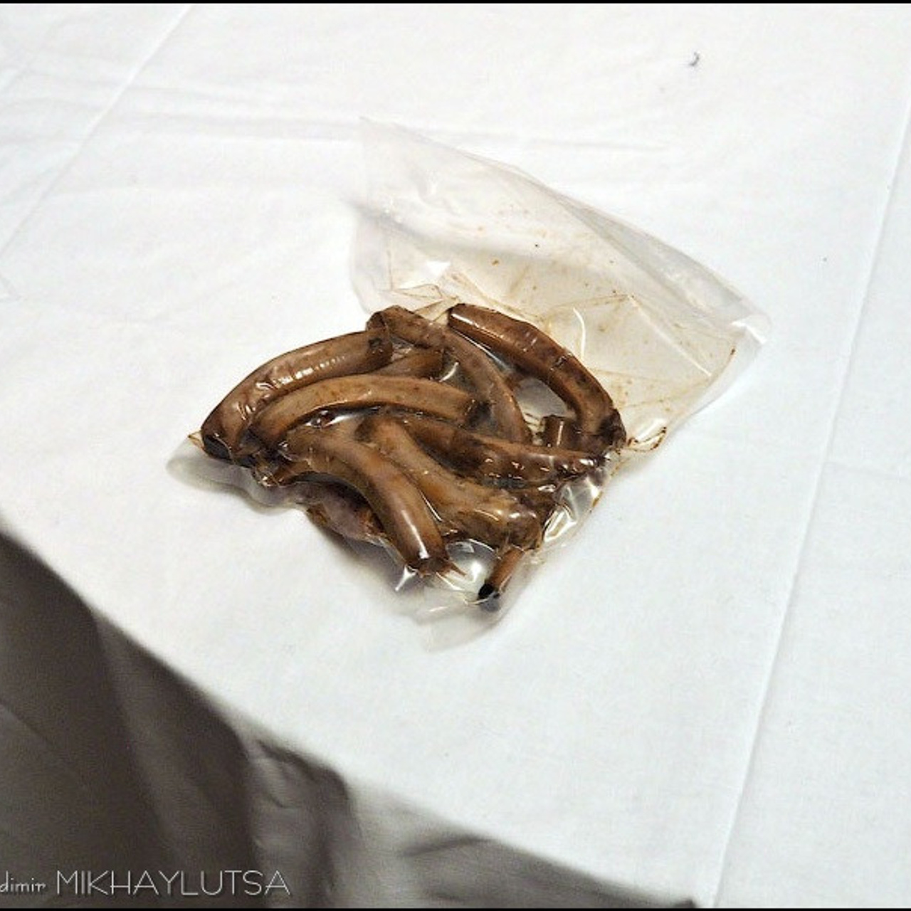 Анна Гофман - Люминография - luminografia.ru