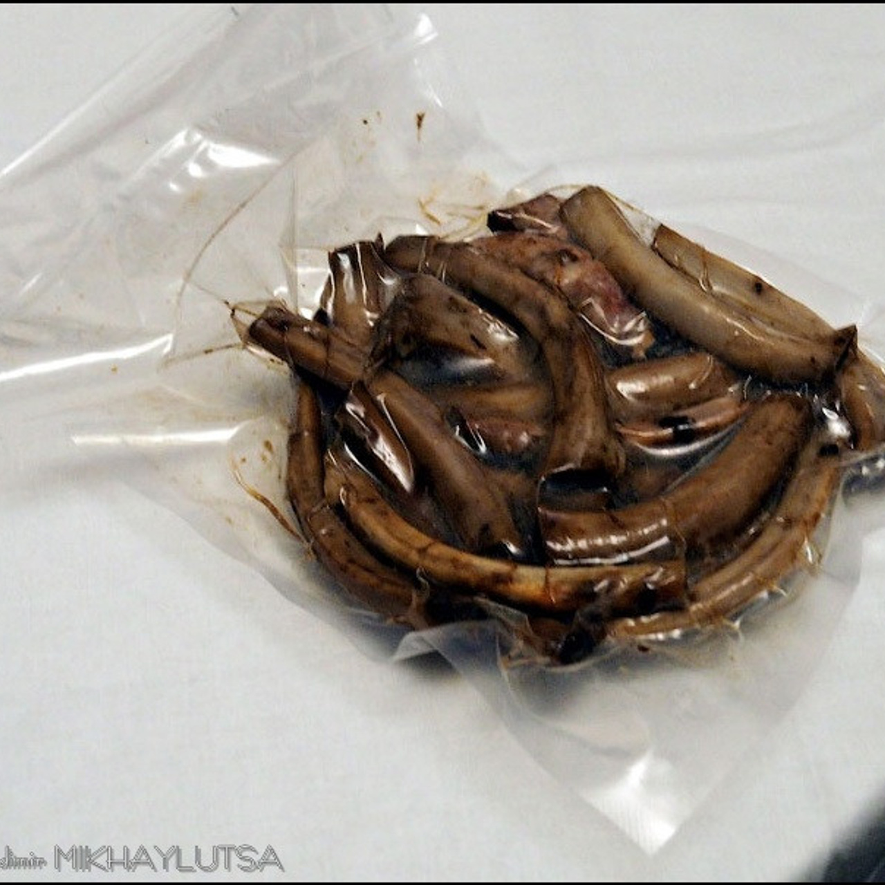 Анна Гофман - Люминография - luminografia.ru