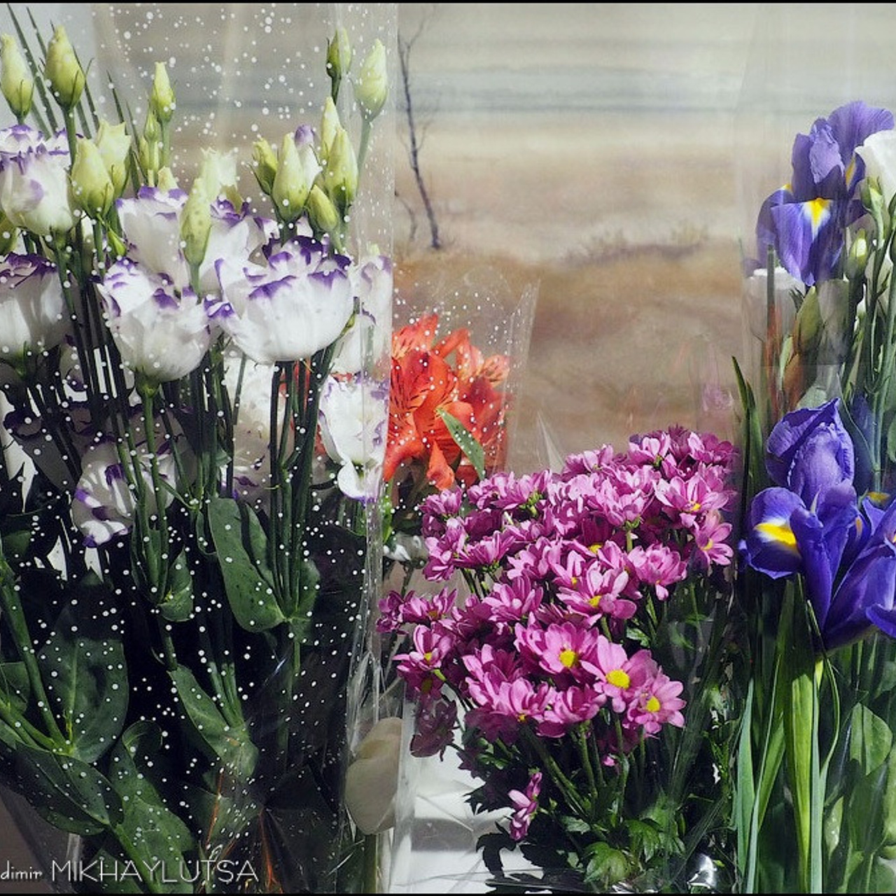 СВЕТЛАЯ СТОРОНА ЗЕМЛИ