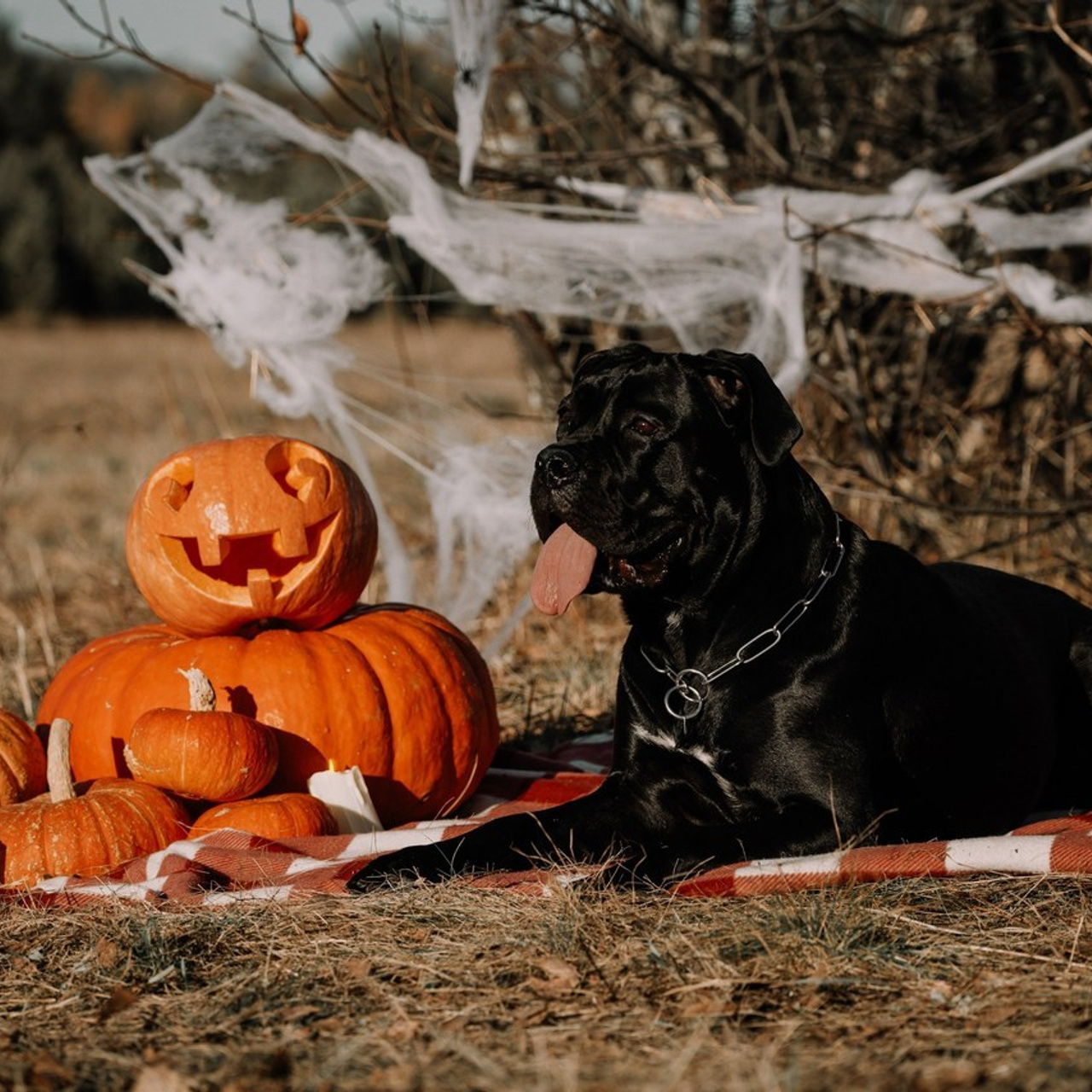 Отзывы. Фотограф-анималист Анастасия Большакова