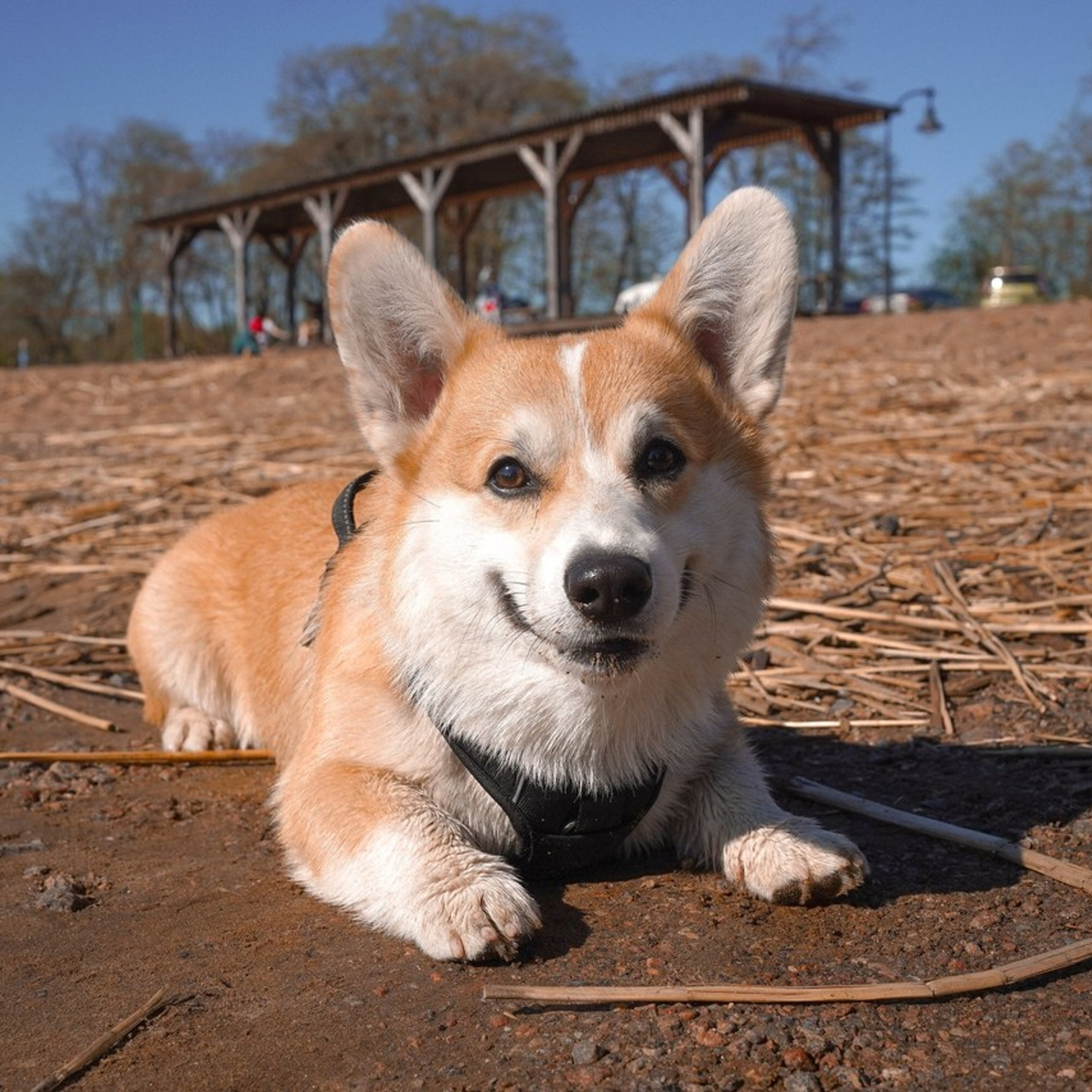 Отзывы. Фотограф-анималист Анастасия Большакова