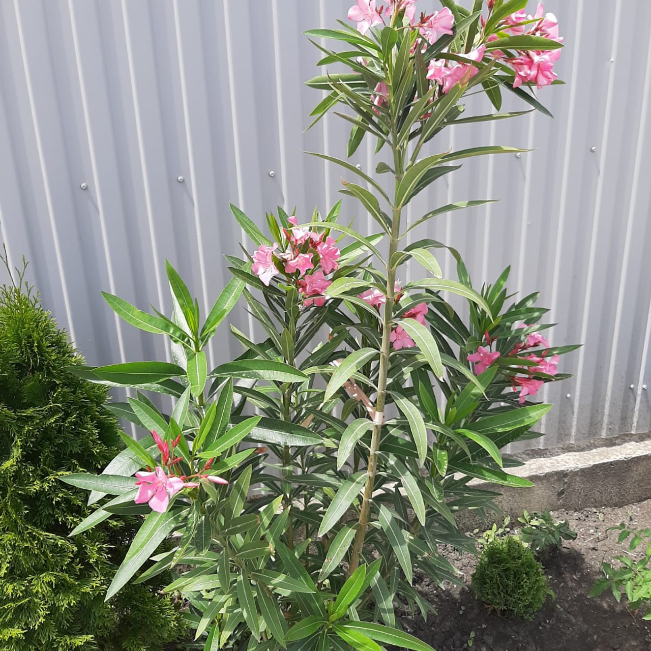 Ведический астролог, хорарный астролог, хорар, отзывы об астрологе. Ведическая астрология, хорарная астрология, натальная карта