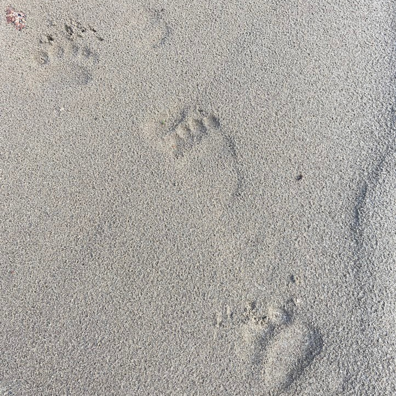 Есть ли медведи в териберке