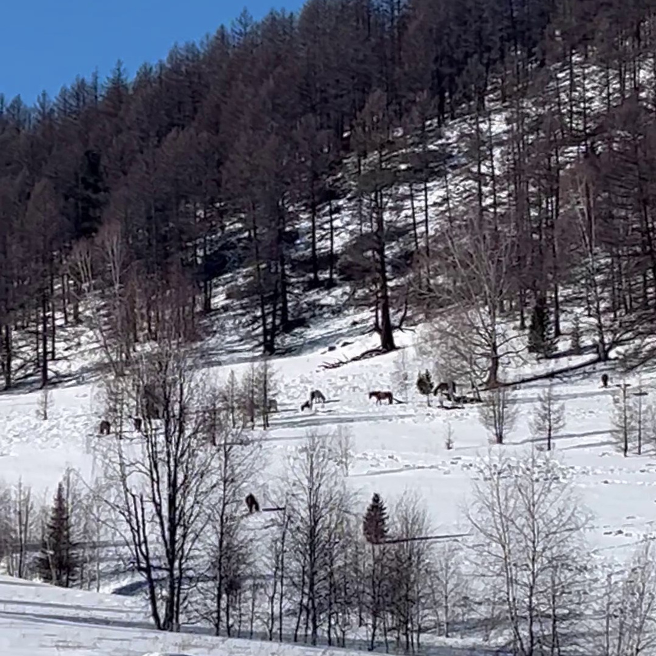 Отзывы. Семейный фотограф в Барнаул/Горный Алтай, Аренда дома в горах