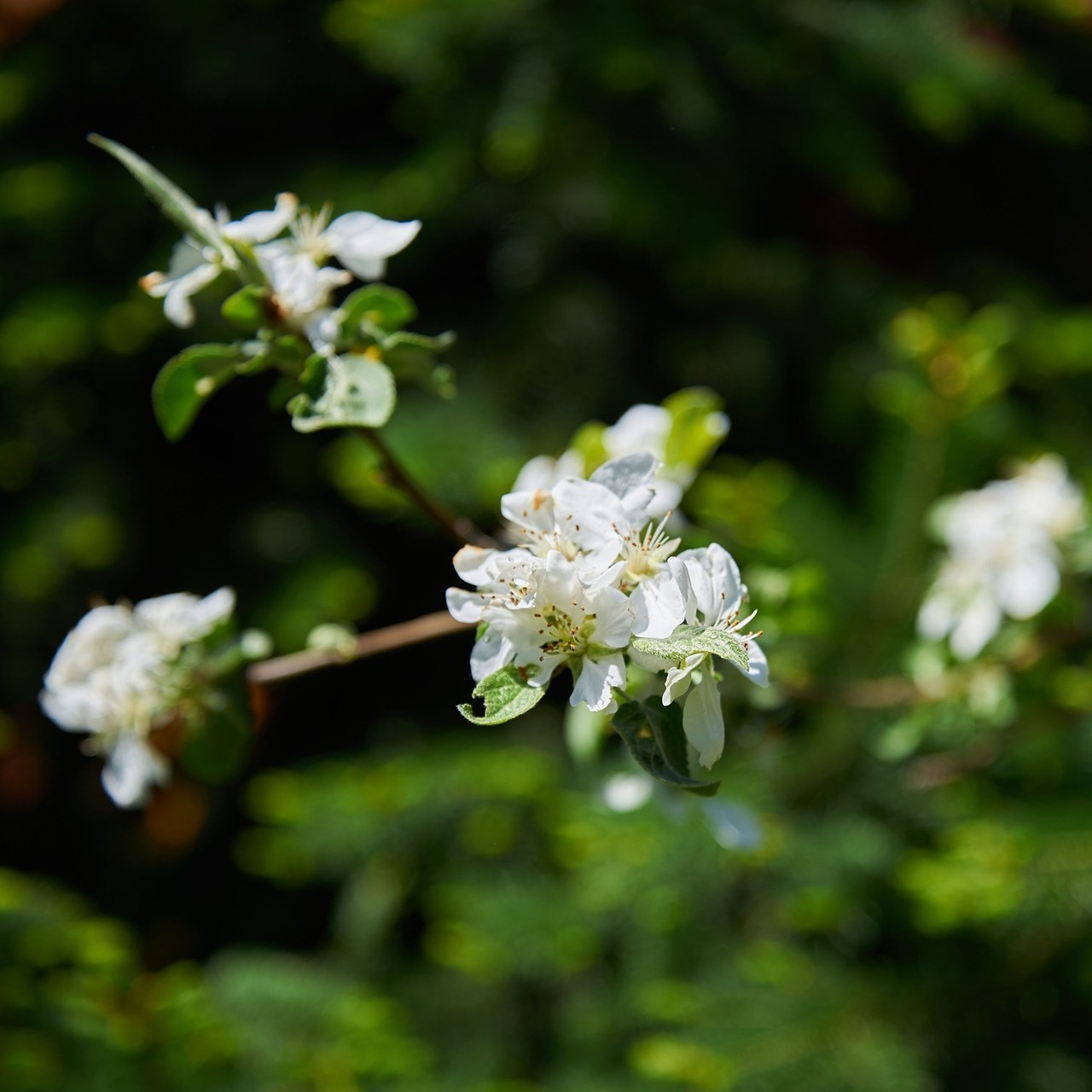 Отзывы. Семейный фотограф в Барнауле, Горный Алтай, Заринск, Алейск