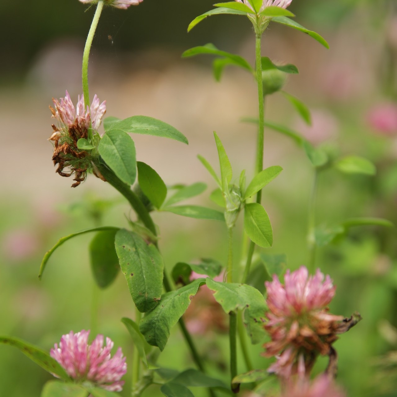 Отзывы. Фотограф Камчатка | Светлана Рей