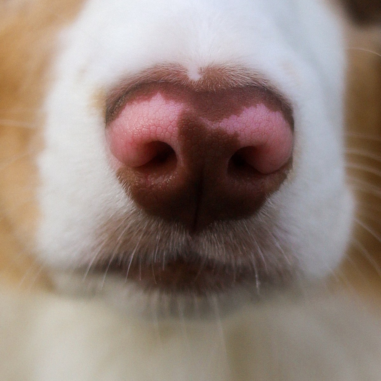 Отзывы. Фотограф-анималист Ксения Шевцова|Москва