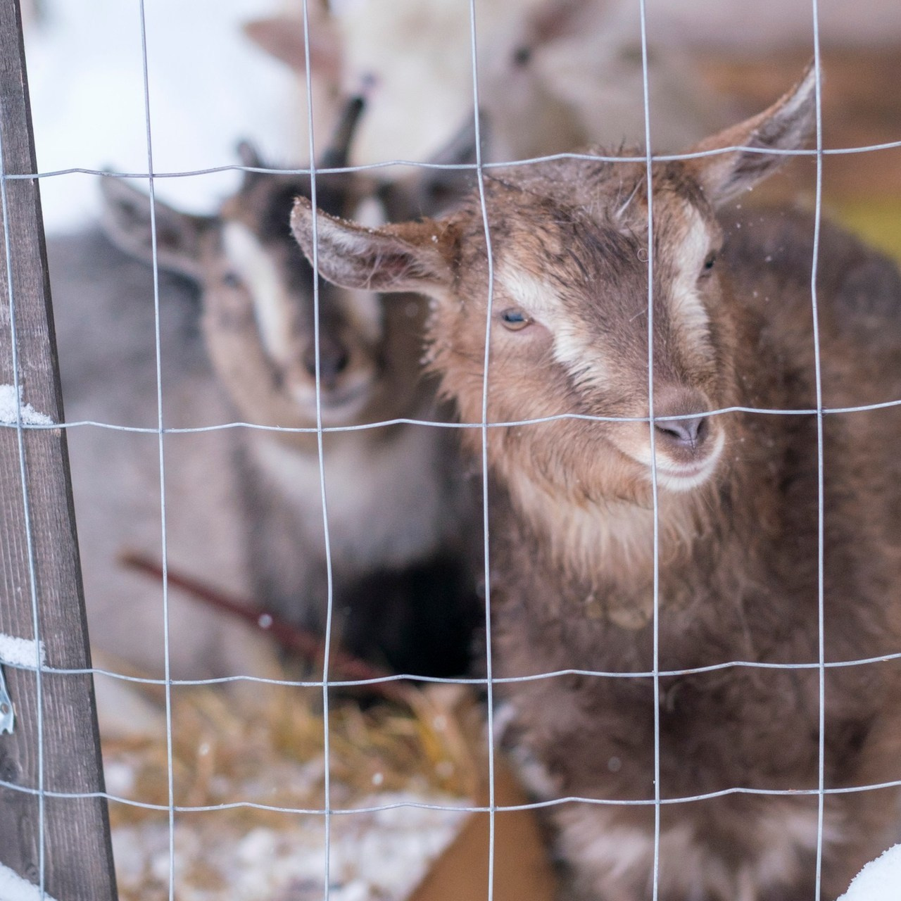 Отзывы. Портретный фотограф в СПб Евгений Бабошин