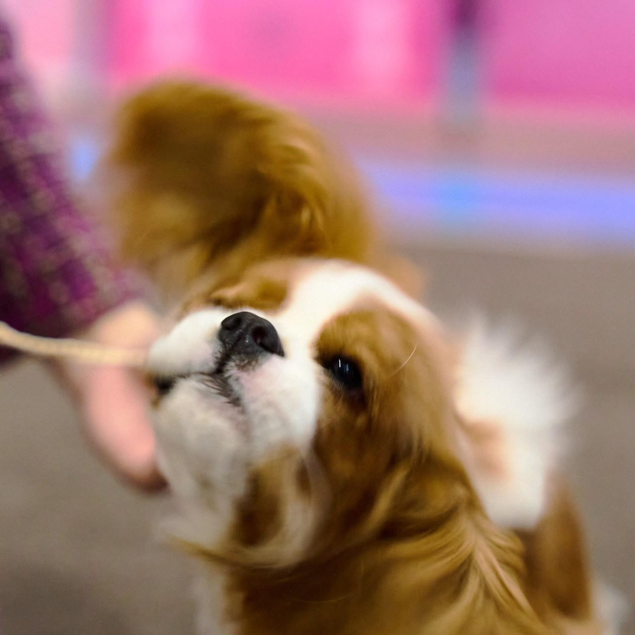 Отзывы. Фотограф-анималист в Иркутске