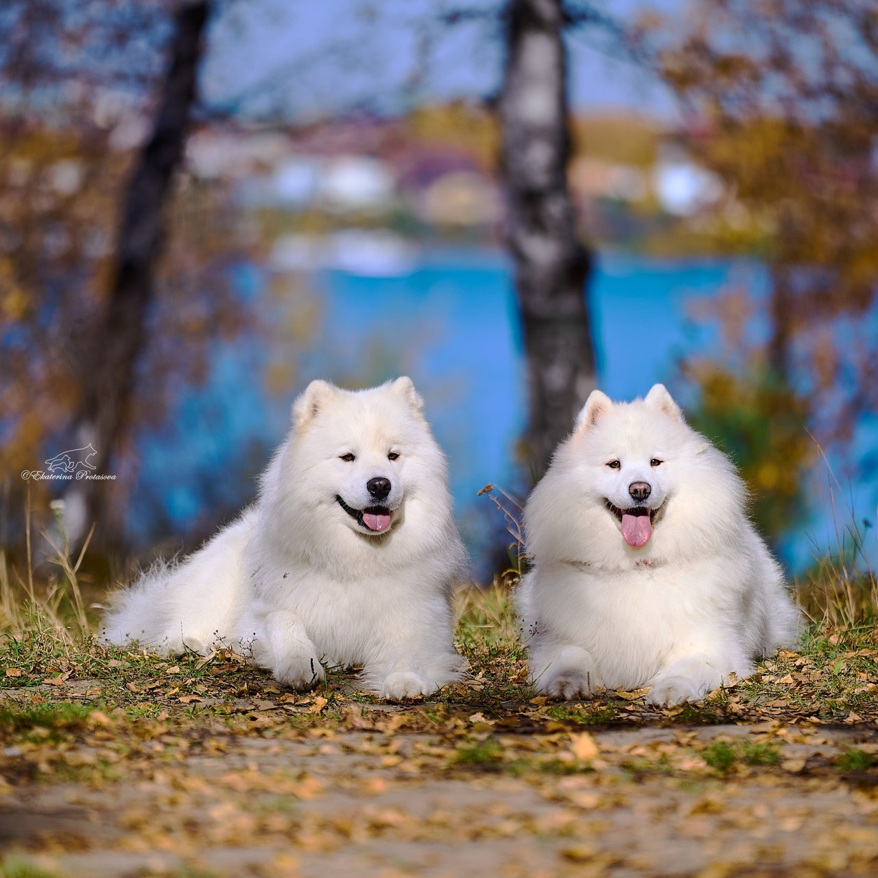 Отзывы. Фотограф-анималист в Иркутске