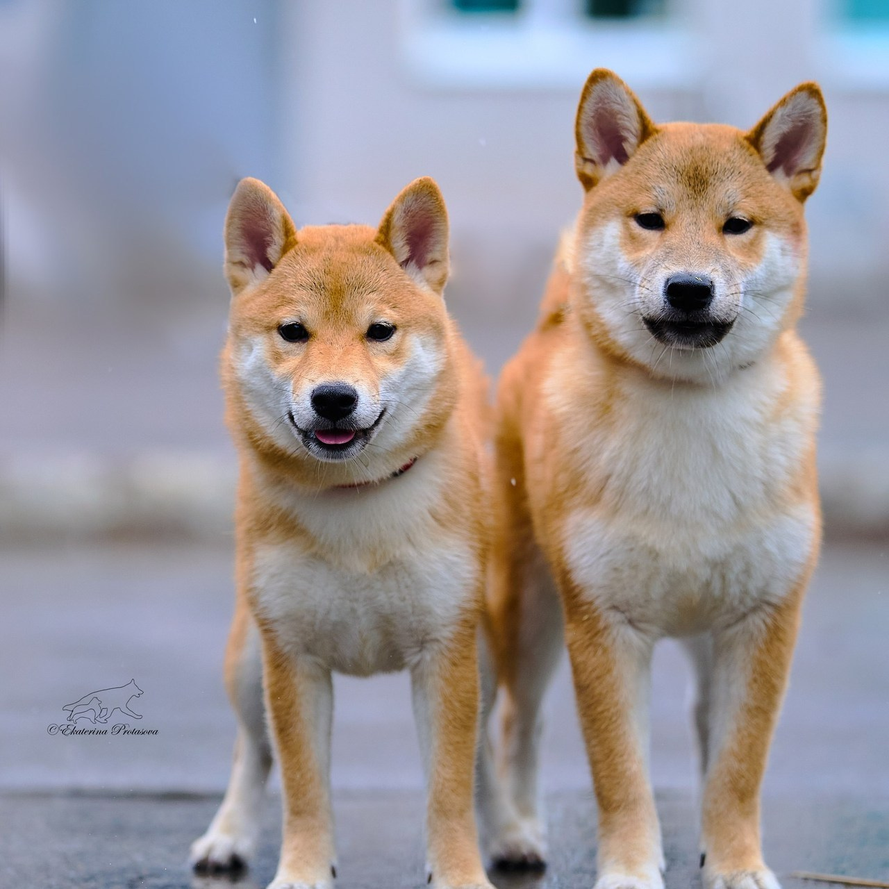 Отзывы. Фотограф-анималист в Иркутске