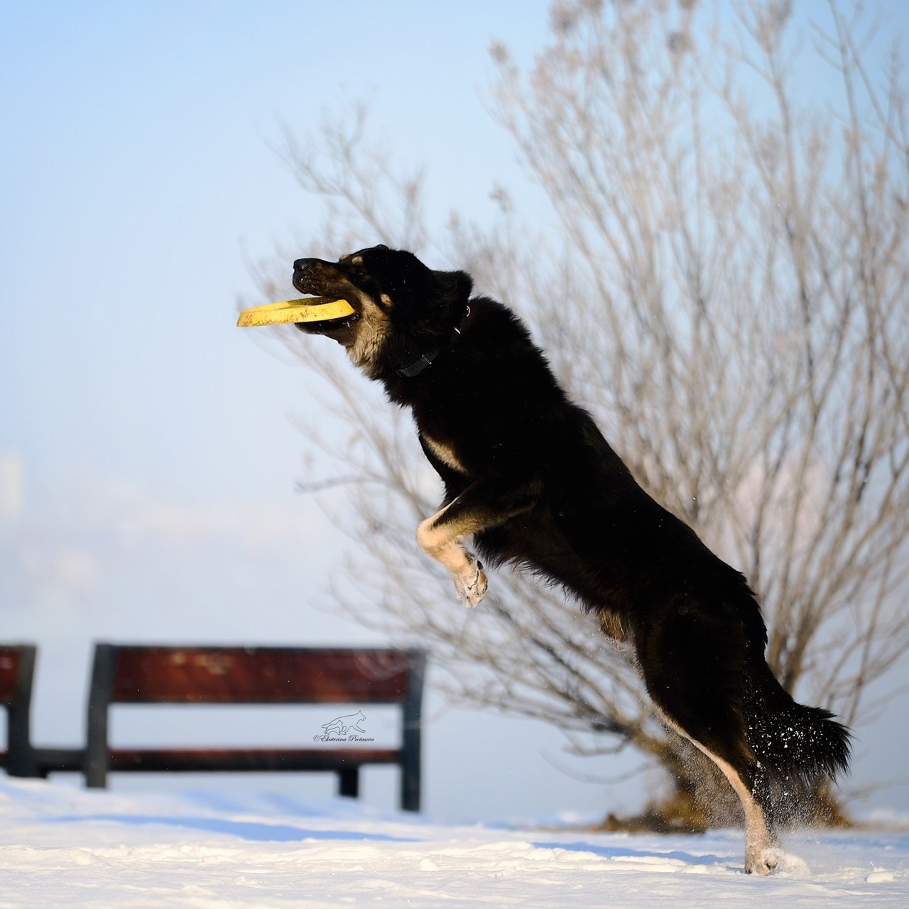 Отзывы. Фотограф-анималист в Иркутске