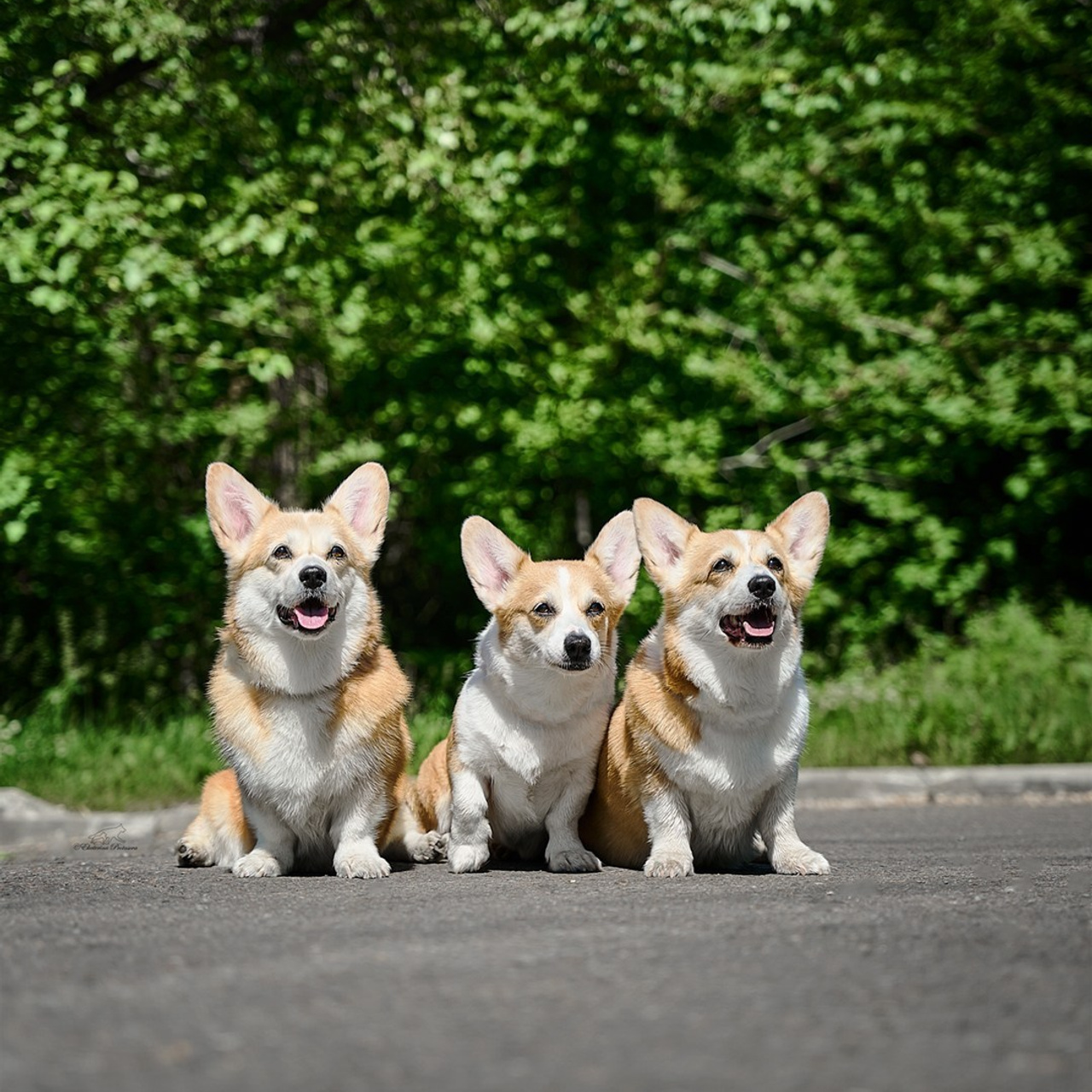 Отзывы. Фотограф-анималист в Иркутске