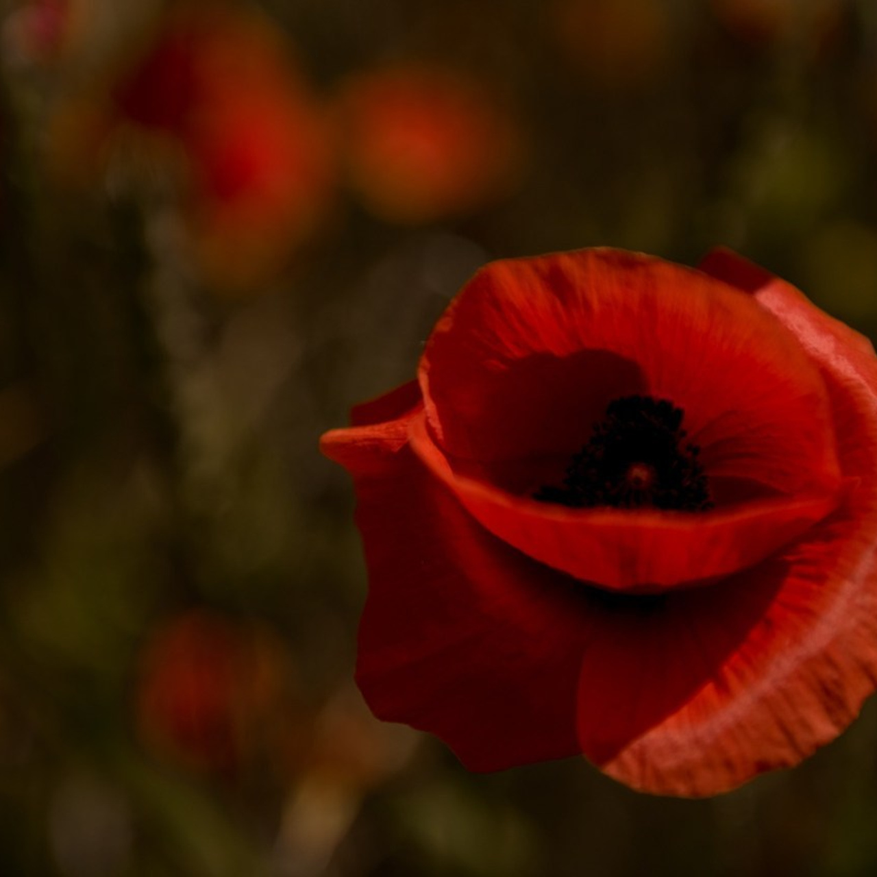 Отзывы. Фотограф Надежда Московская