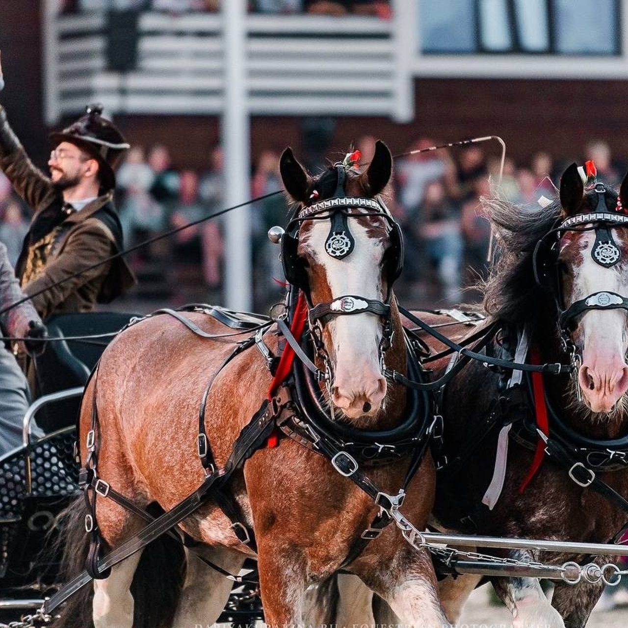 ИВАНОВО ПОЛЕ — 2024