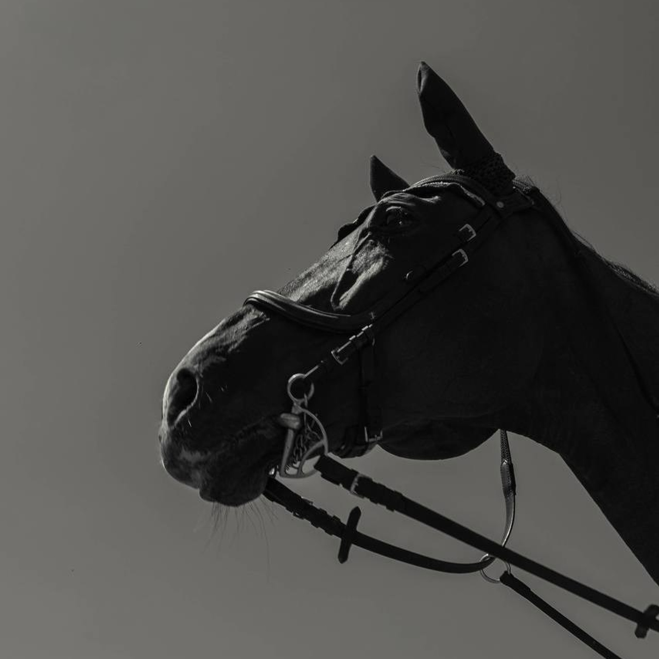 Золотой Мустанг