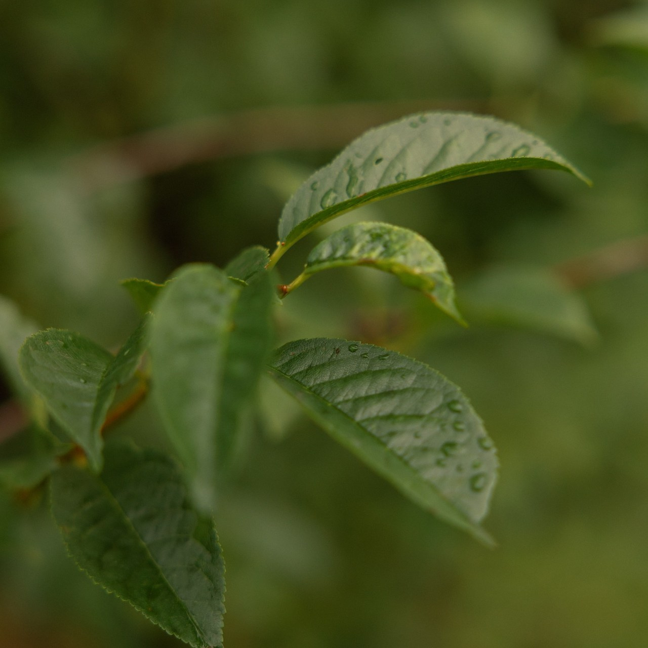 Отзывы. Фотограф Воронеж на мероприятие, свадьбу, индивидуальная съемка