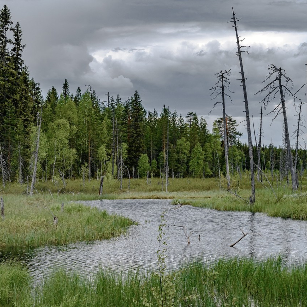 ОТЗЫВЫ. Свадебный и семейный фотограф Москва, Иваново Андрей Перфилов
