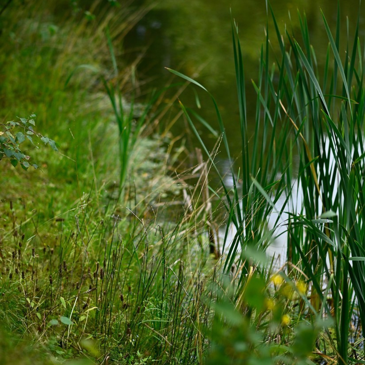 ОТЗЫВЫ. Свадебный и семейный фотограф Москва, Иваново Андрей Перфилов