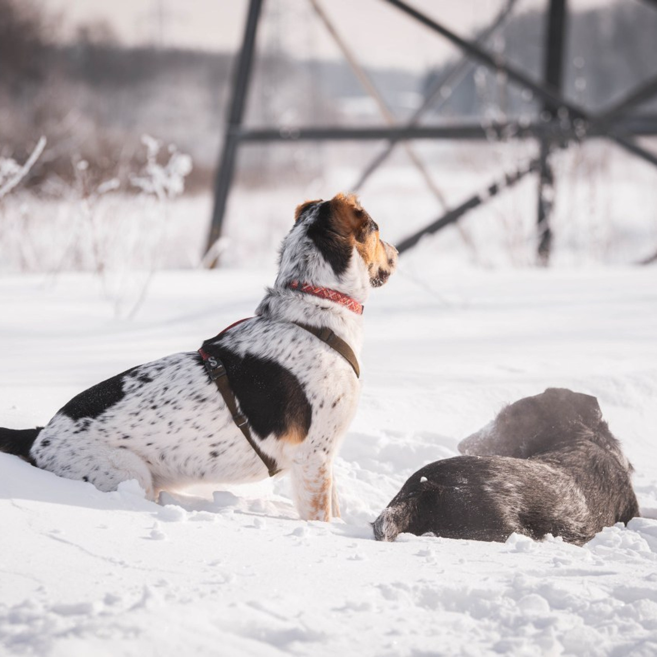 Отзывы. Фотограф Светлана Блинова, Москва и Московская область