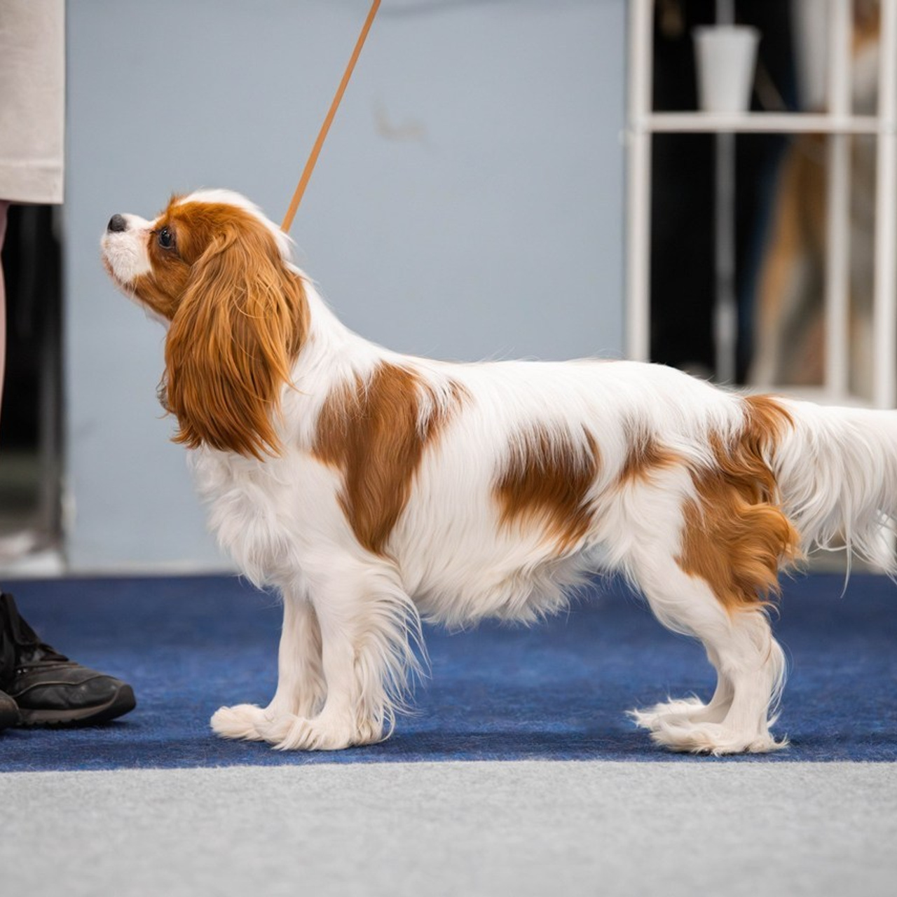 Отзывы. Фотограф Светлана Блинова, Москва и Московская область