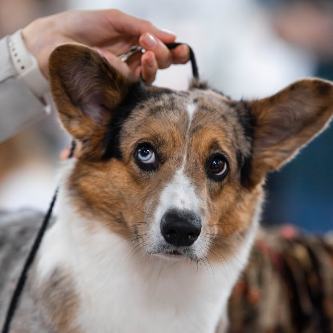 Отзывы. Фотограф Светлана Блинова, Москва и Московская область