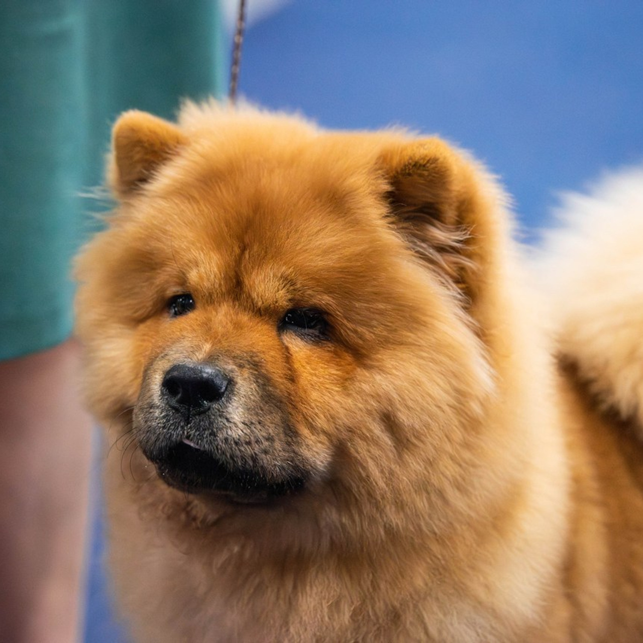 Отзывы. Фотограф Светлана Блинова, Москва и Московская область