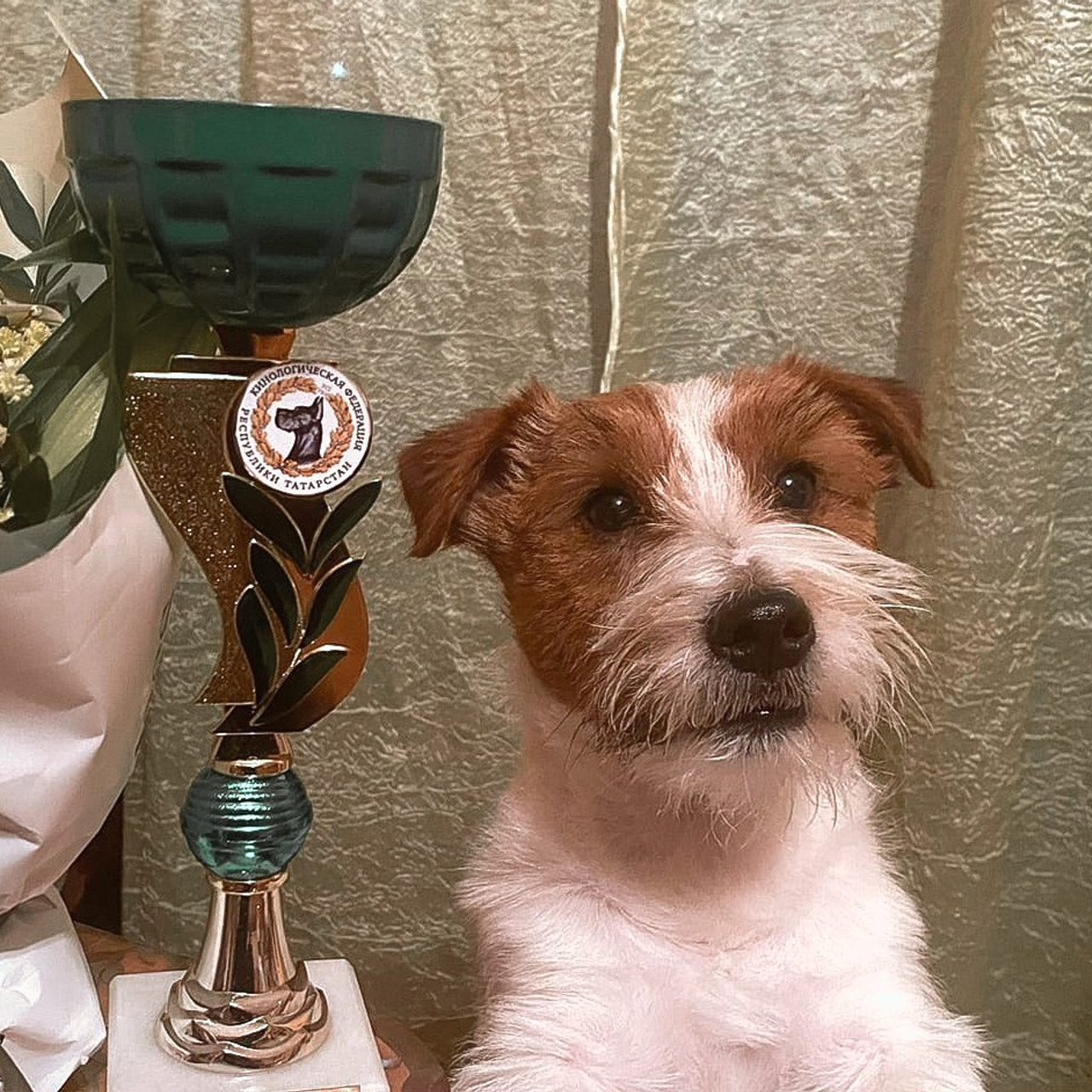 Страница с отзывами о питомнике «КАНЕ МАЭСТРО». CANE MAESTRO — kennel Jack Russell Terrier