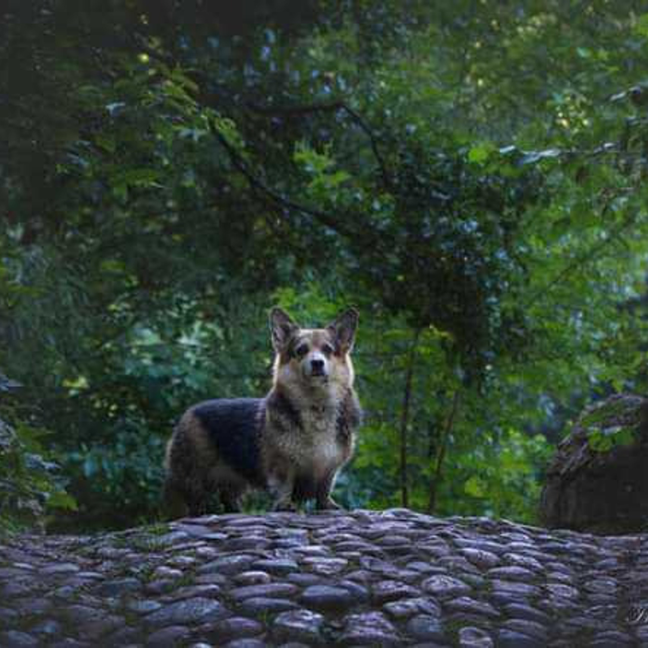 Отзывы. Фотограф Ирина Астор