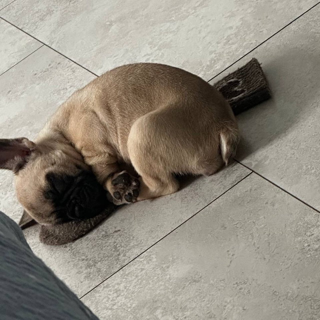 Отзывы. Питомник собак Иркутск