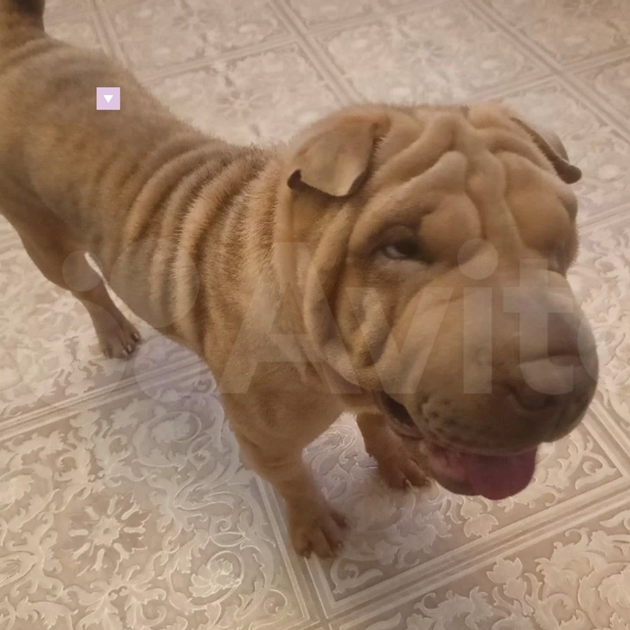 Отзывы. Питомник собак Иркутск