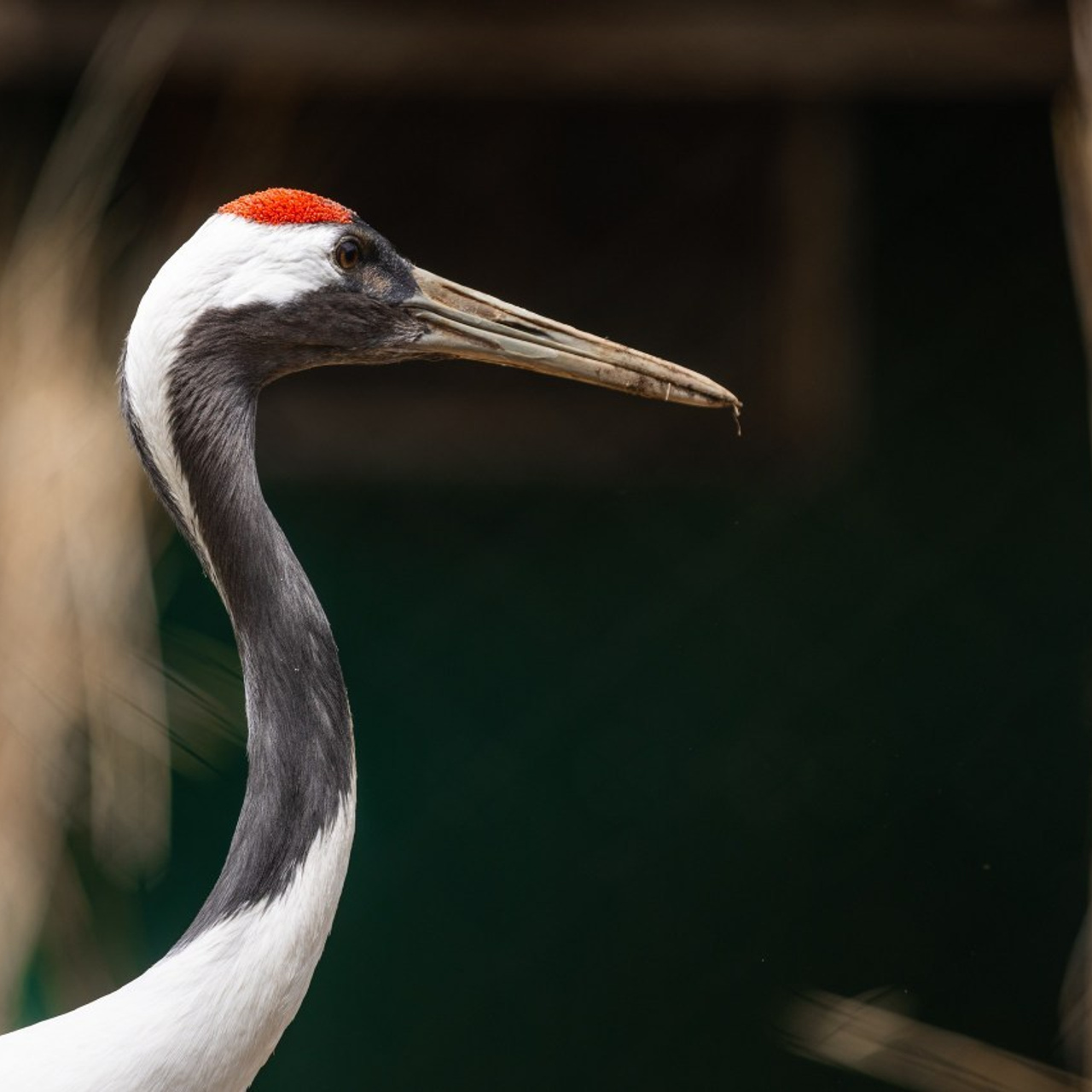 Отзывы. Фотограф Эдуард Глок в г. Благовещенске Амурской области