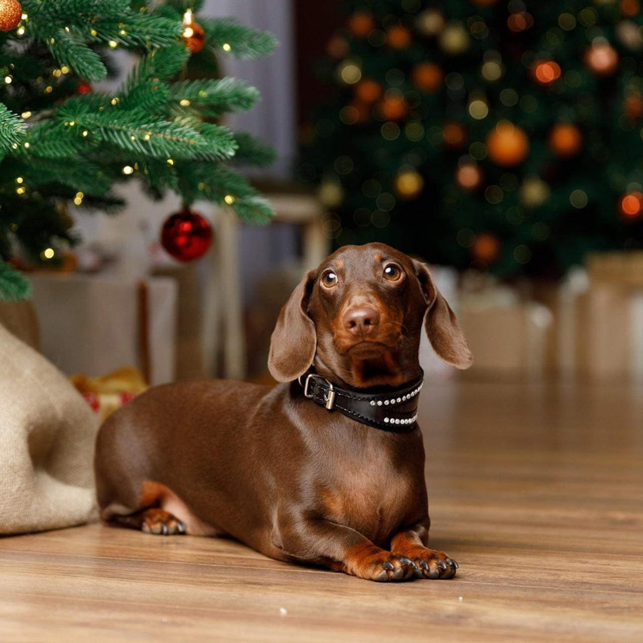 Отзывы Телекаева Анна. Фотограф Анна Телекаева, выпускные альбомы, семейные и репортажные съемки в Омске