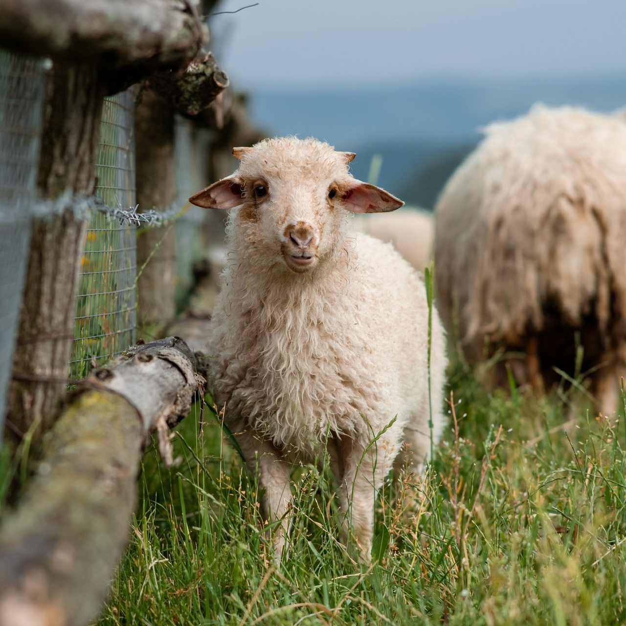 Отзывы. Свадебный и репортажный фотограф Грузия