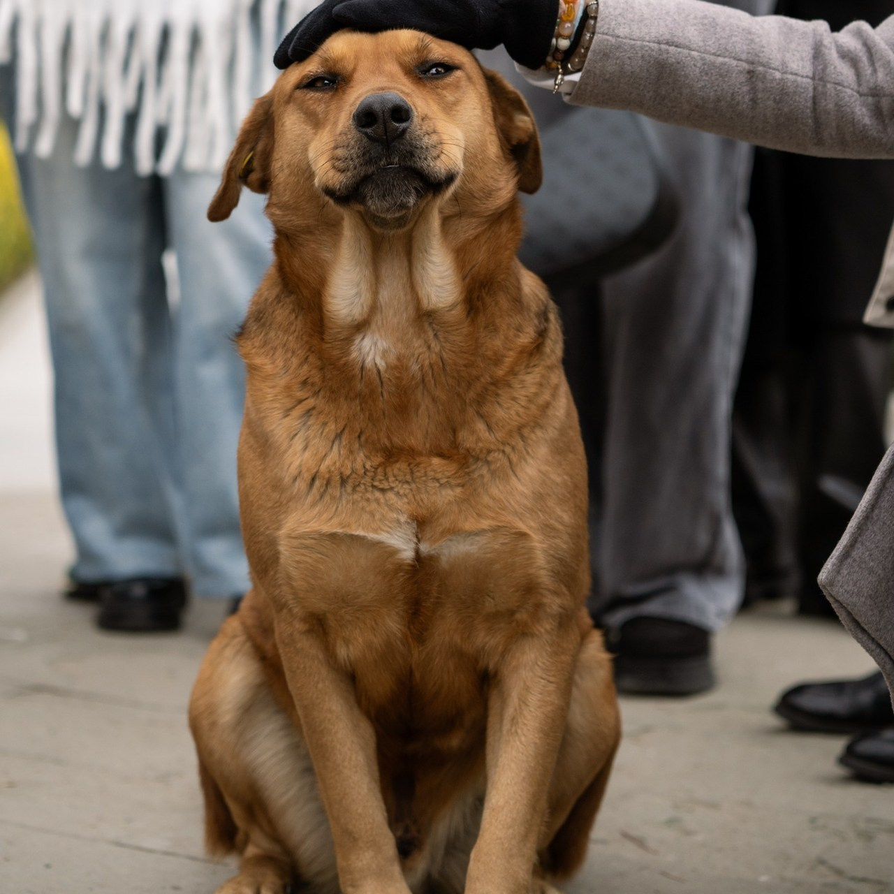 Отзывы. Свадебный и репортажный фотограф Грузия