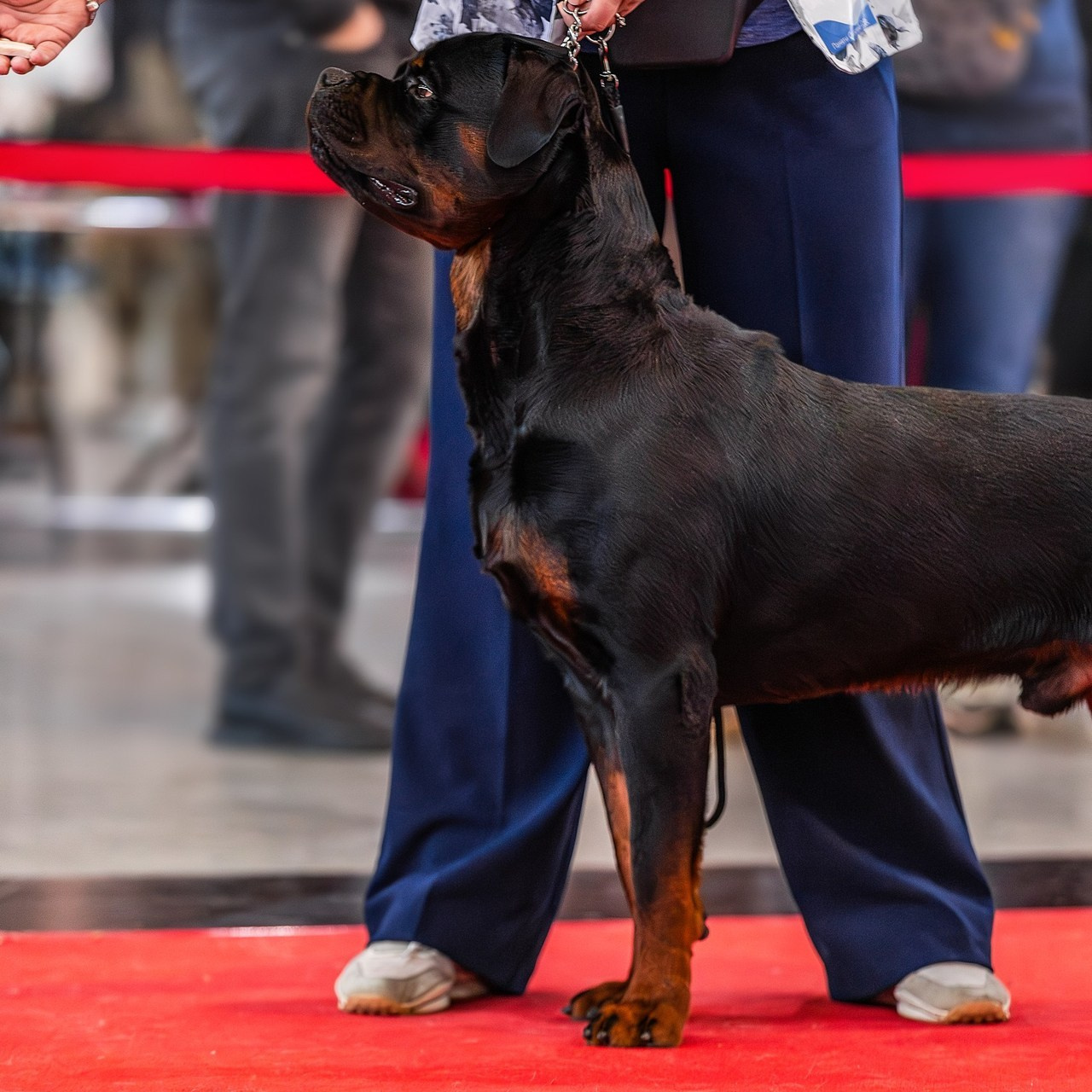 Отзывы. Фотограф Анималист Наталья Корс Екатеринбург
