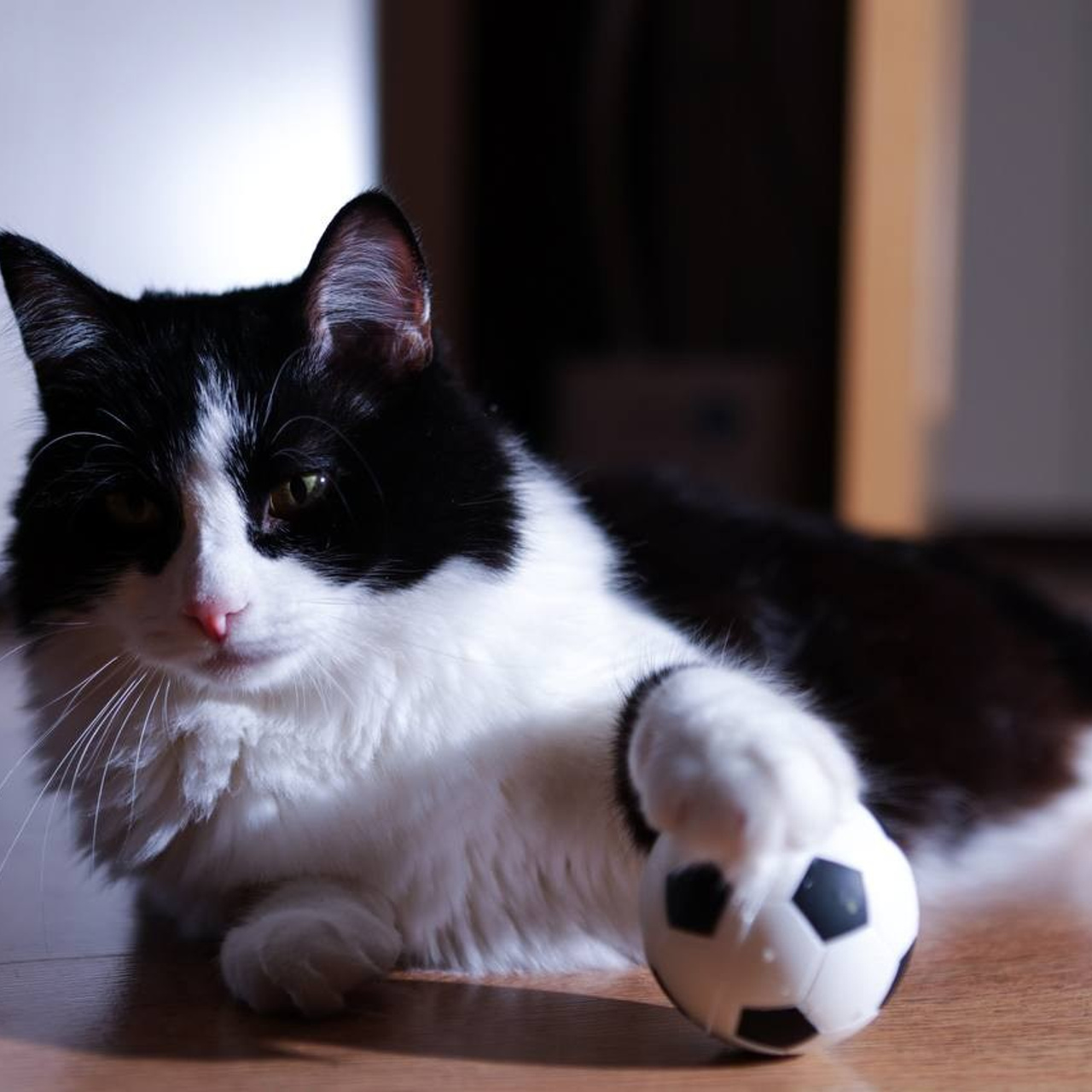 Отзывы. Фотограф и видеограф Лашманов Павел