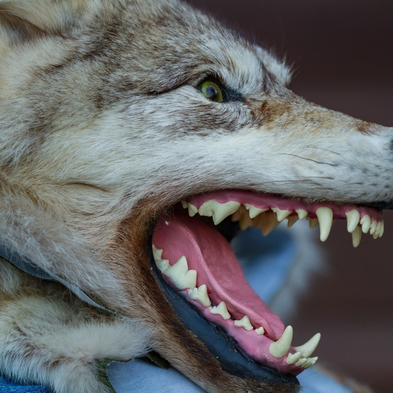 Отзывы. Репортажный фотограф Борис Padre Кривошеев