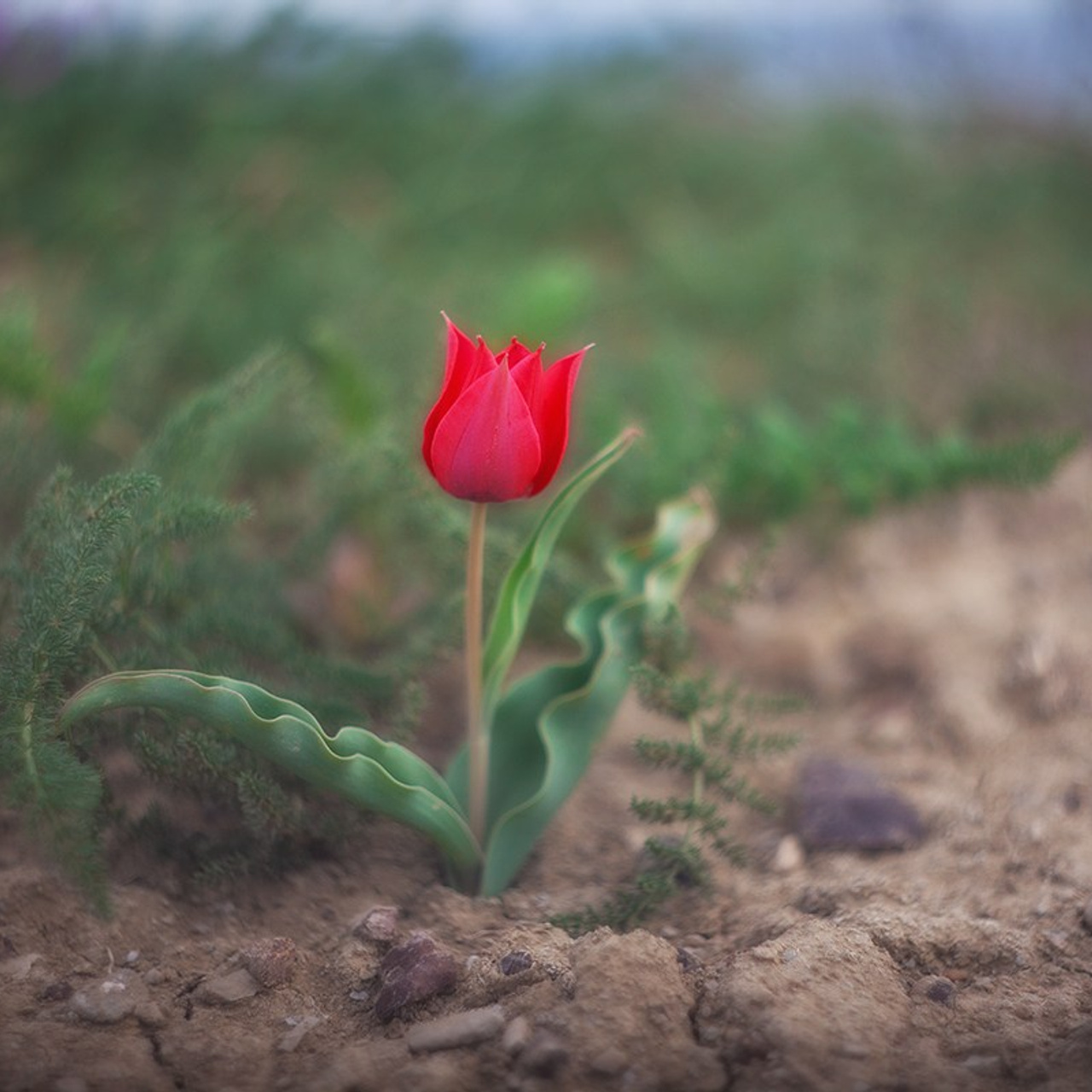 Весенний Крым. Пейзажный & Timelapse фотограф Роман Любимский